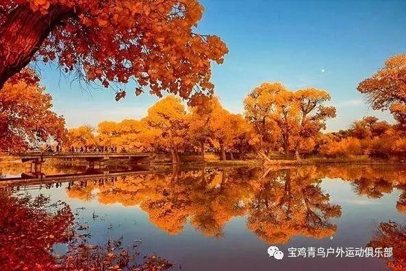 解救金刚鹦鹉